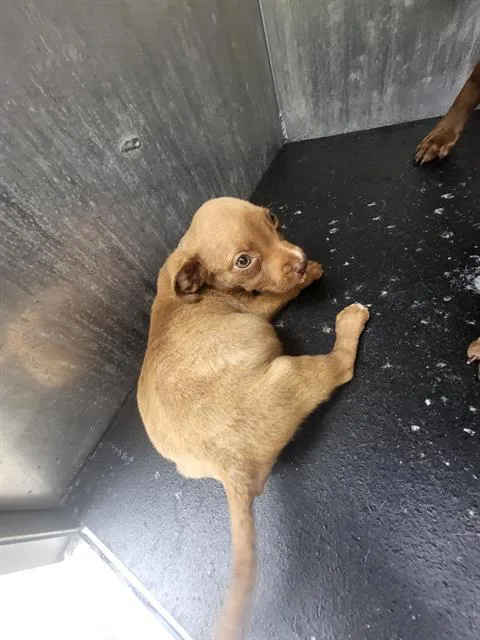 A baby small-sized male American Staffordshire Terrier dog named Cupcake for adoption in San Antonio, TX