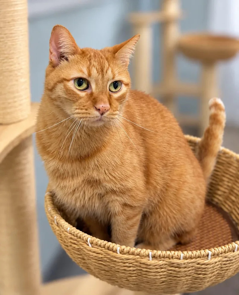 An adult large-sized male Domestic Short Hair cat named Gavin for adoption in Millington, TN