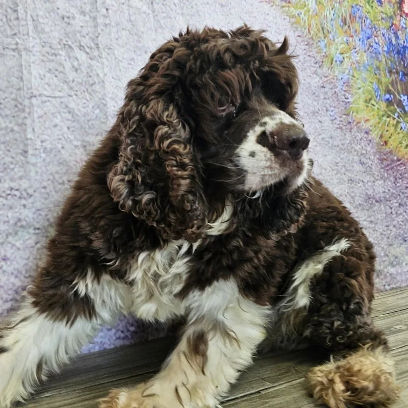 An adult medium-sized male Brown / Chocolate Cocker Spaniel dog named Rocket for adoption in Normal, IL