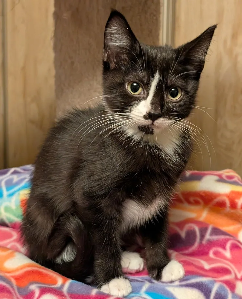 Suki & Binx  thumbnail 2