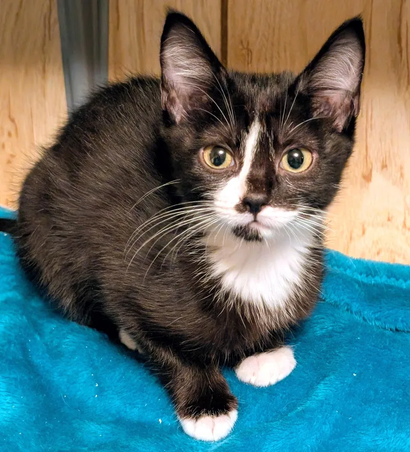 Suki & Binx  thumbnail 3