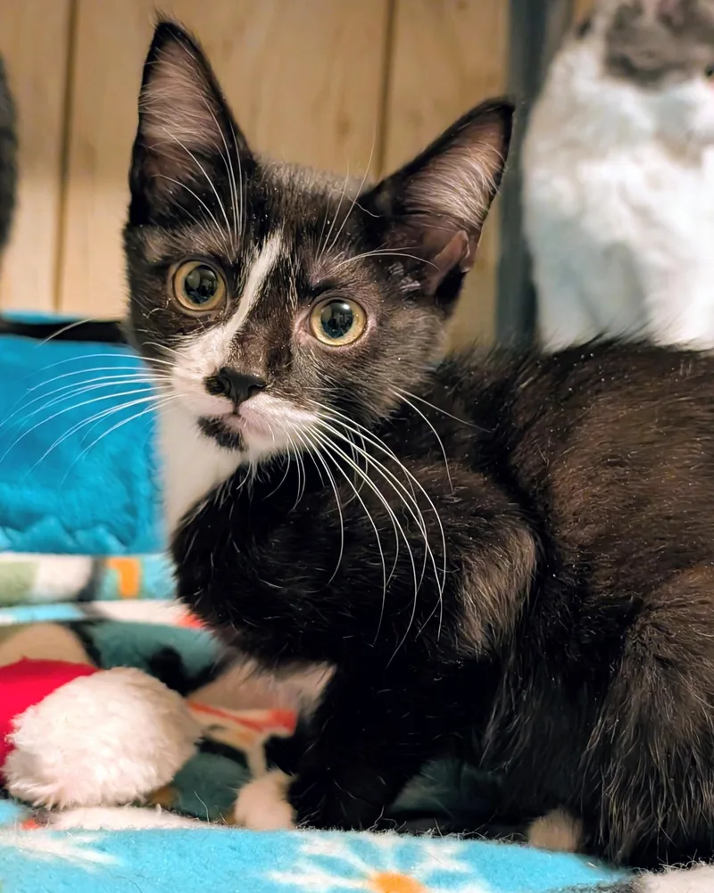 Suki & Binx  thumbnail 4