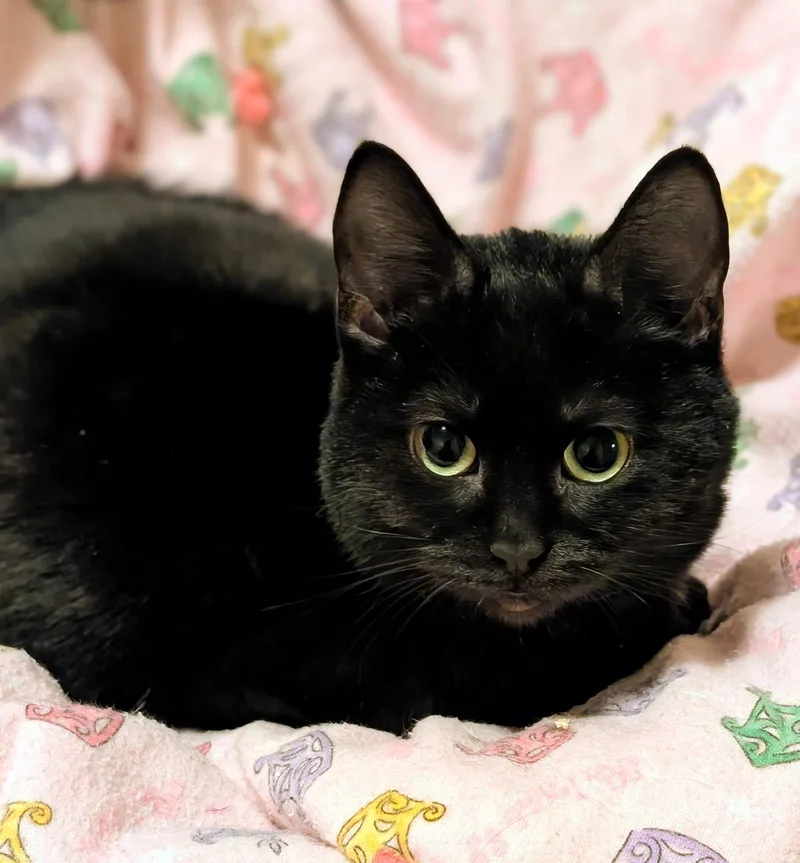 Suki & Binx  thumbnail 5