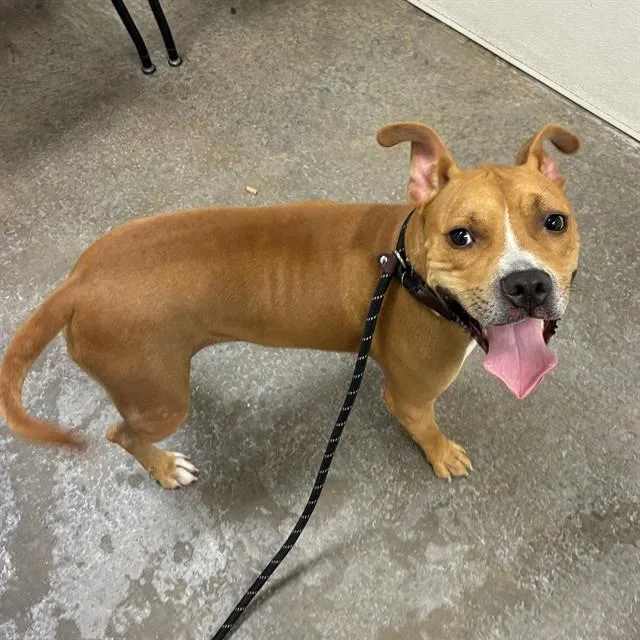 A young large-sized male Boxer dog named Sparrow for adoption in Phoenix, AZ