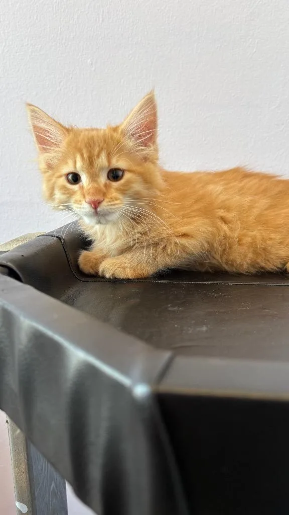 A baby medium-sized male Domestic Medium Hair cat named Remi for adoption in Lewisville, TX