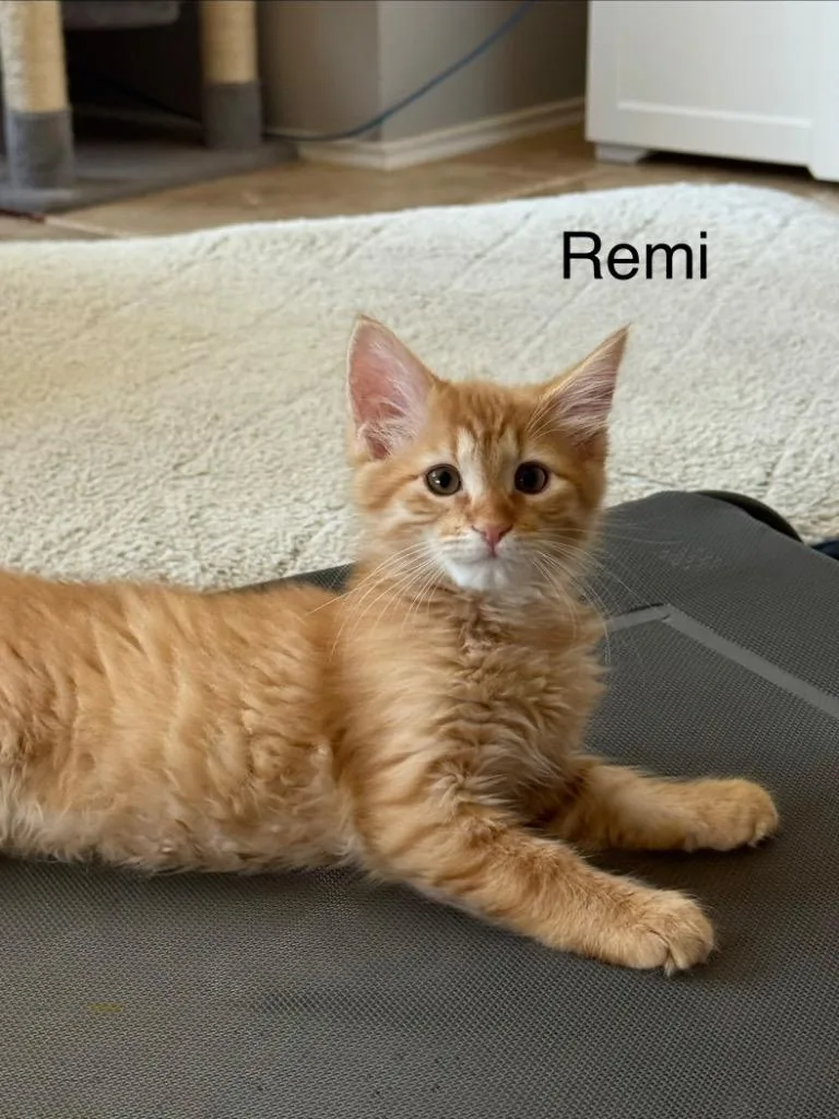 Remi thumbnail 5