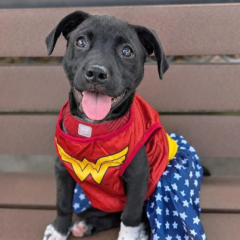 A baby medium-sized female Black Labrador Retriever dog named Georgia Rae for adoption in Helena, AL