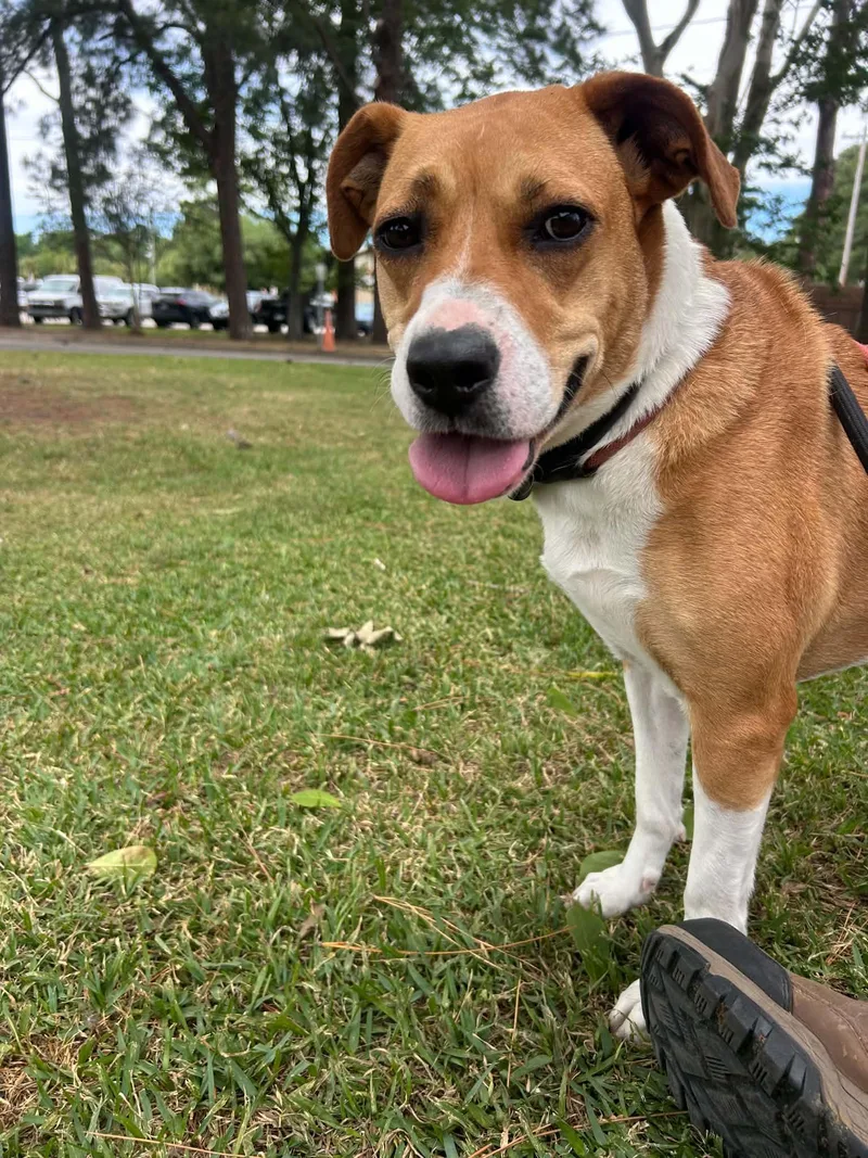 An adult medium-sized female Apricot / Beige Mixed Breed dog named Nala for adoption in Myrtle Beach, SC