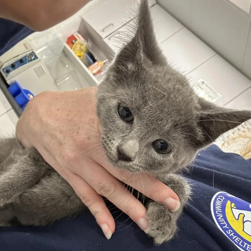 A baby small-sized female Gray / Blue / Silver Domestic Short Hair cat named Janet for adoption in Newark, NJ