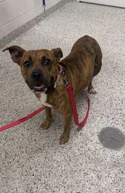 An adult large-sized female Brown / Chocolate Pit Bull Terrier dog named Odessa for adoption in Kansas City, MO