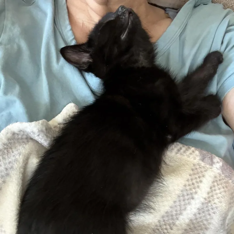 A baby small-sized male Black Domestic Short Hair cat named Percy for adoption in Peachtree City, GA