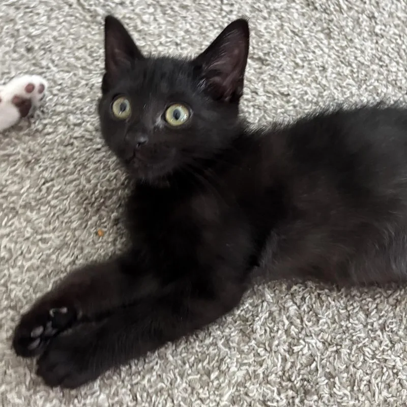 Percy thumbnail 4