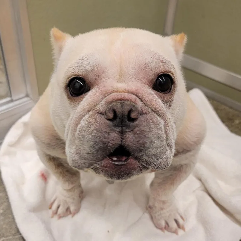 Sassy Pants thumbnail 2