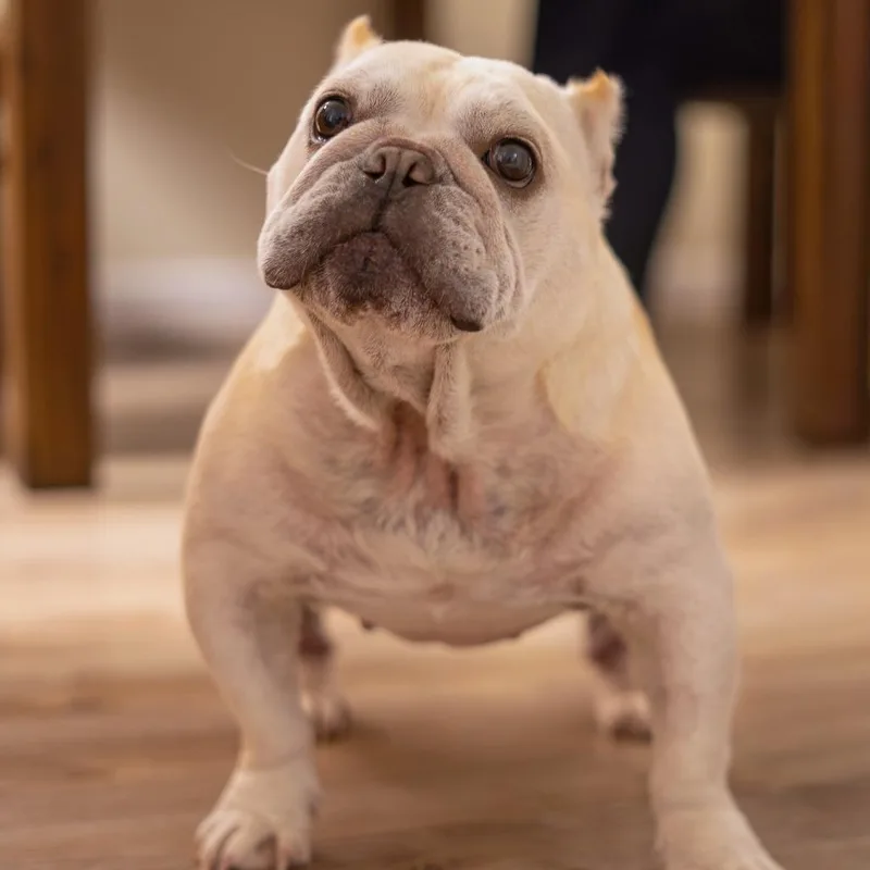 Sassy Pants thumbnail 3