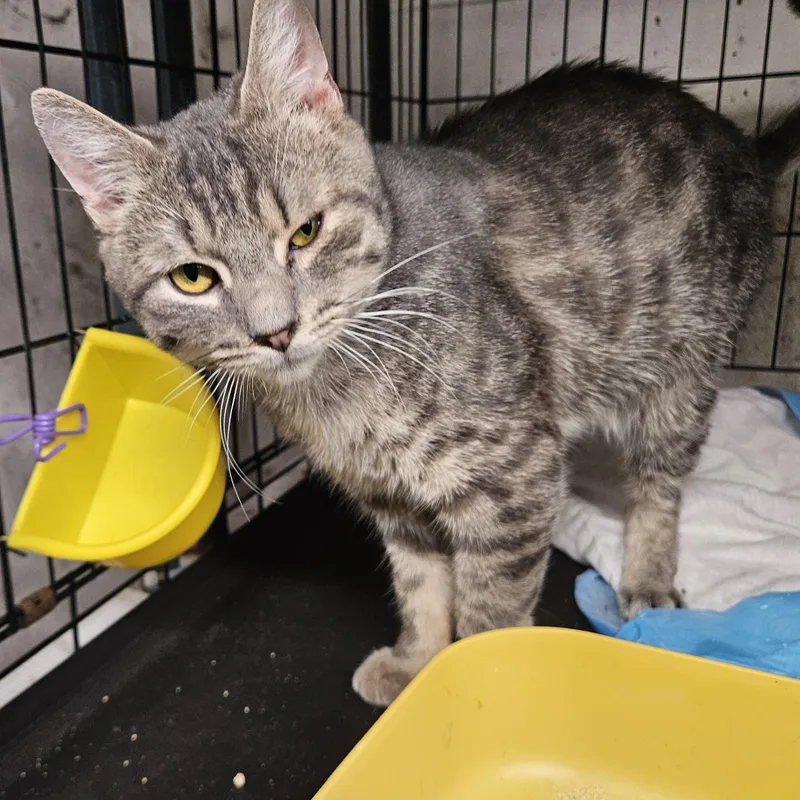 A baby medium-sized male Tabby (Gray / Blue / Silver) Domestic Short Hair cat named Clark N. Mister for adoption in New York, NY