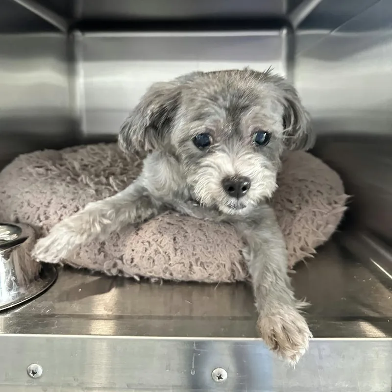 A senior small-sized female Shih Tzu dog named Chewy for adoption in Rochester, MN