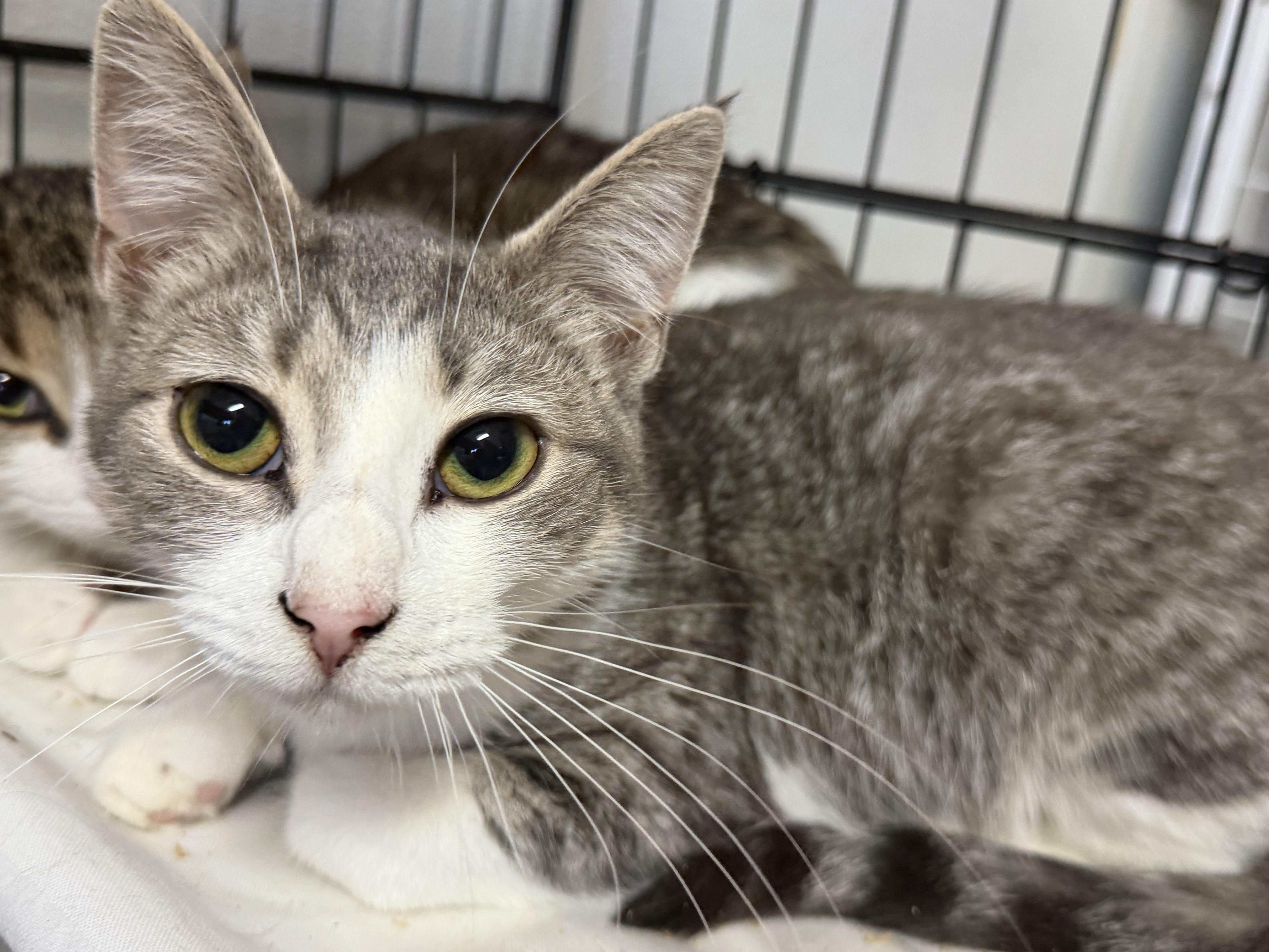 A baby medium-sized female Domestic Short Hair cat named Spice for adoption in Columbia, SC