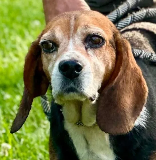 A senior medium-sized female Tricolor (Brown, Black, & White) Beagle dog named Cupcake for adoption in Millfield, OH