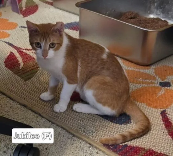 A young medium-sized female Orange / Red Domestic Short Hair cat named Jubilee for adoption in Broken Arrow, OK