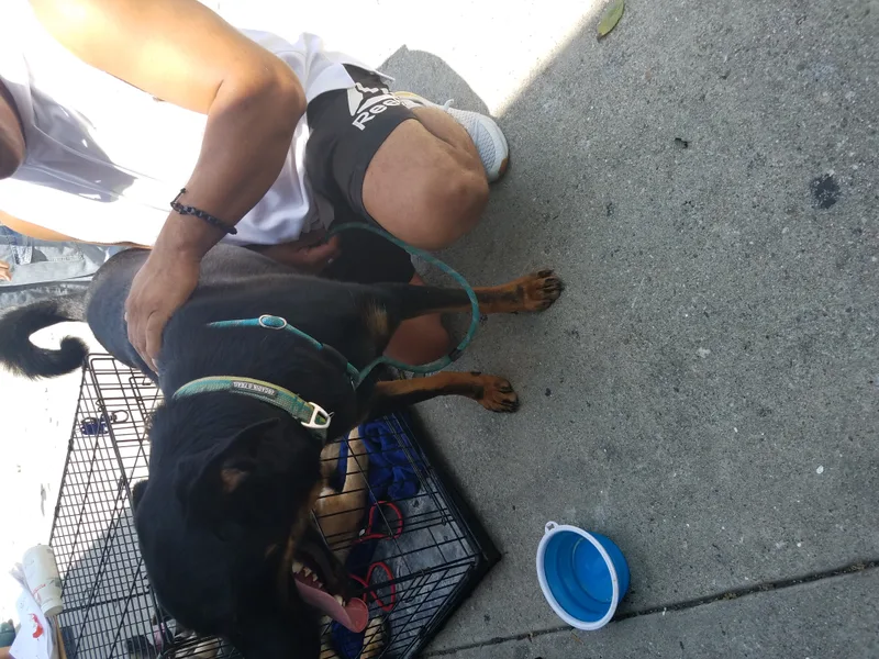 Chocolate Moose Yum! thumbnail 3