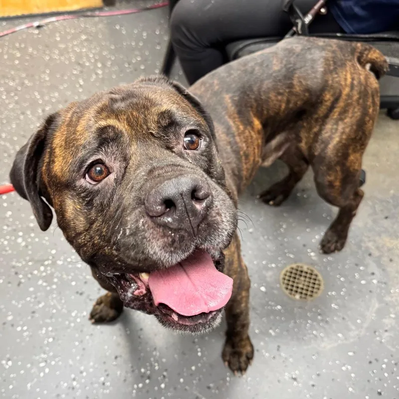 An adult large-sized male Brown / Chocolate Mixed Breed dog named Ceasar for adoption in Columbiana, AL