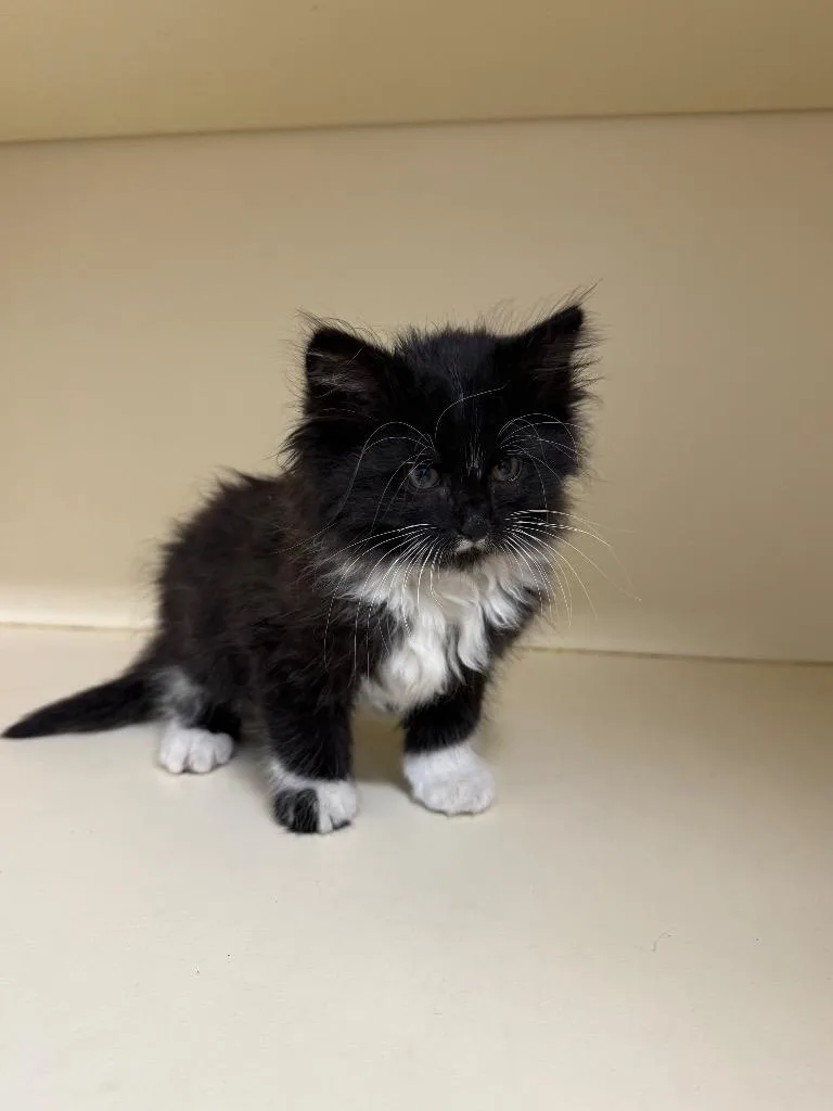 A baby medium-sized female Domestic Long Hair cat named Cher for adoption in Bloomington, IN