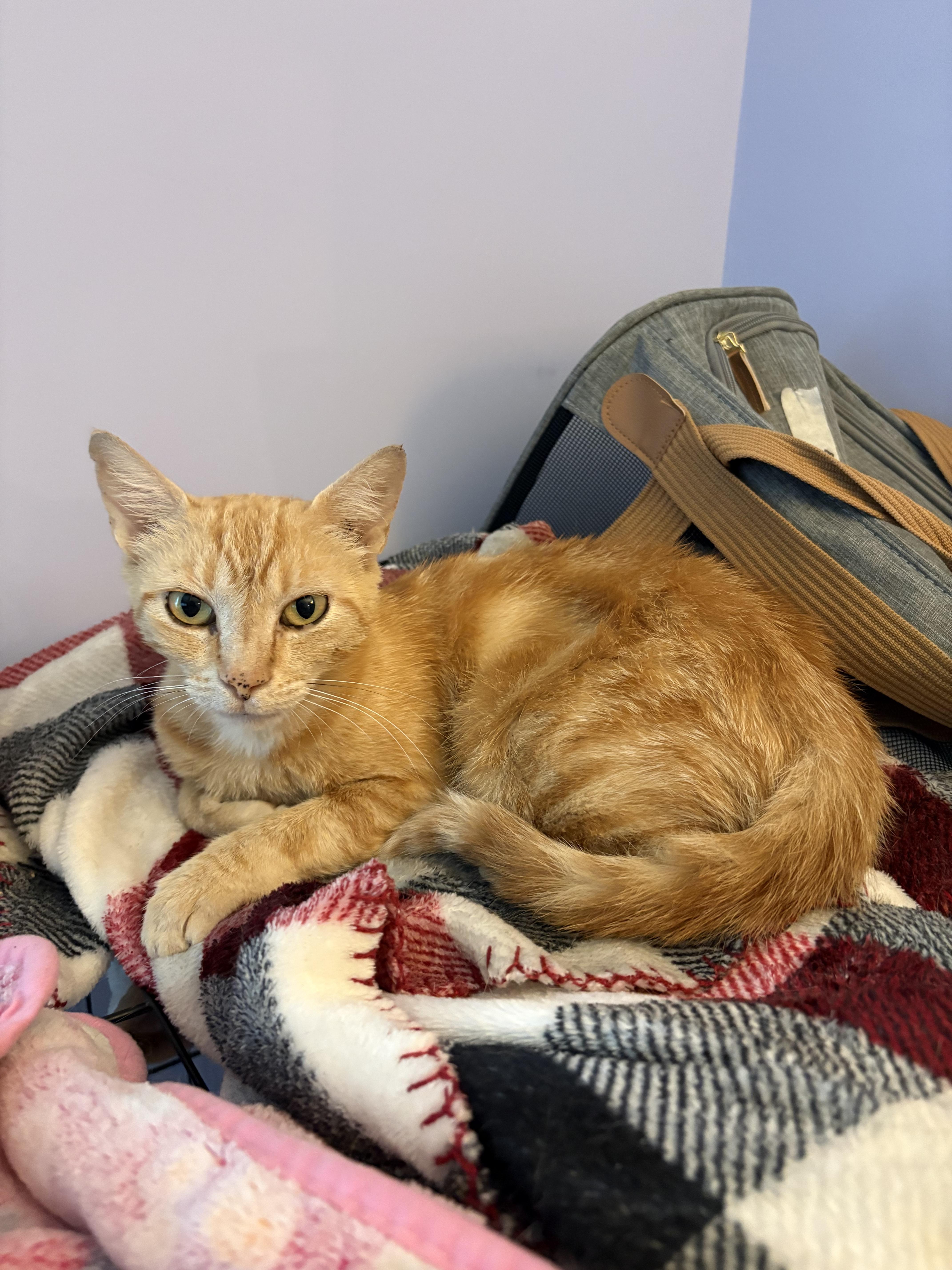 An adult medium-sized female Tabby (Orange / Red) Domestic Short Hair cat named Clementine for adoption in Saint Pete Beach, FL