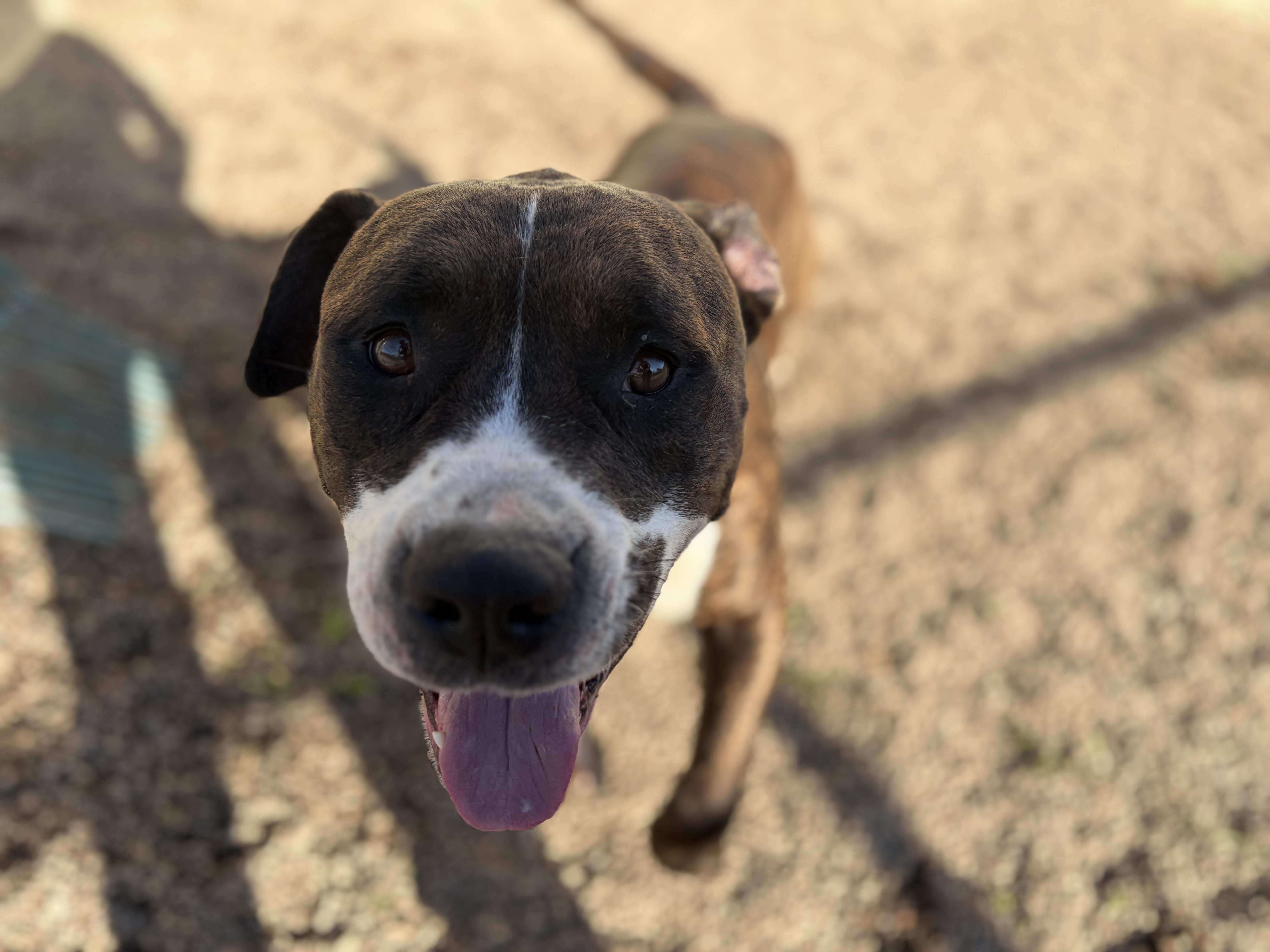 An adult large-sized male Terrier dog named Bill for adoption in Pomeroy, OH