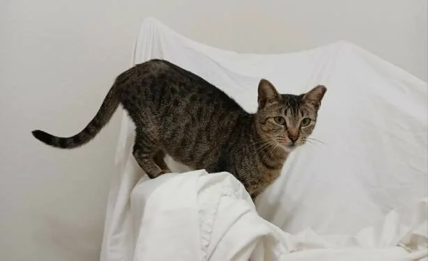 Lizzy  North Conroe thumbnail 2