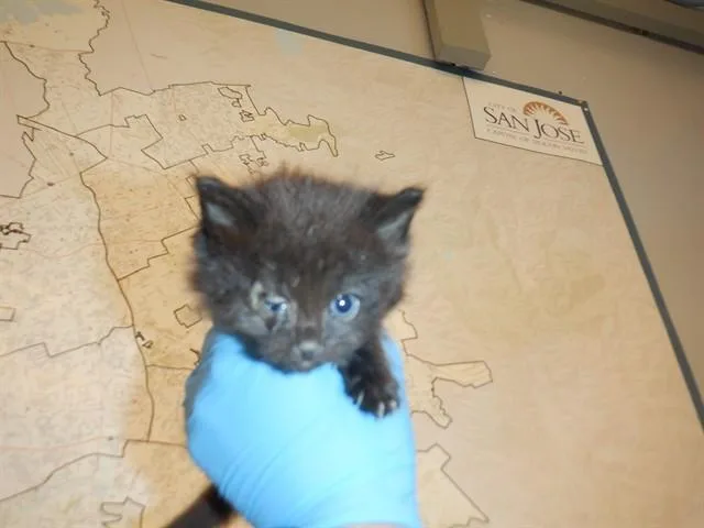 A baby small-sized female Domestic Long Hair cat named Buffy for adoption in San Jose, CA