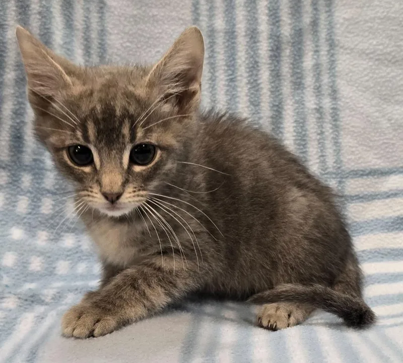 A baby small-sized male Domestic Short Hair cat named Fergus for adoption in Murphysboro, IL