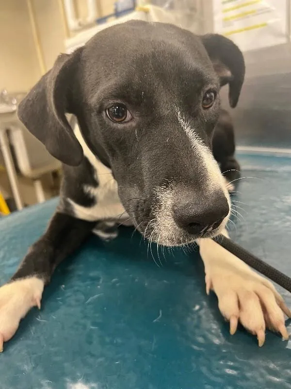 An adult medium-sized female Black Mixed Breed dog named Star for adoption in Mobile, AL