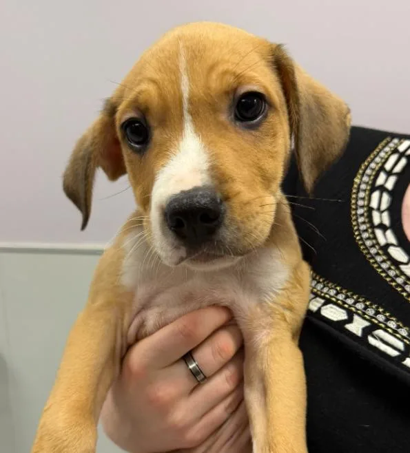 A baby medium-sized male Yellow / Tan / Blond / Fawn Mixed Breed dog named Stinky Pete for adoption in Cooperstown, NY