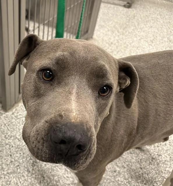 An adult large-sized female Pit Bull Terrier dog named Thumbelina for adoption in Tucson, AZ