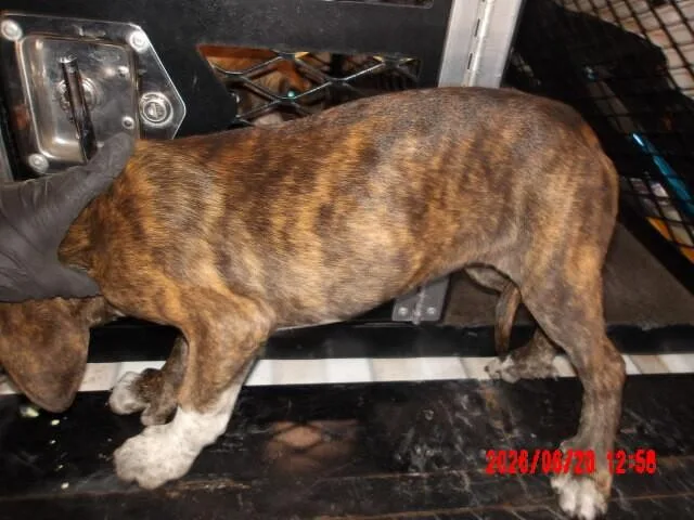 A young small-sized female Brindle Mixed Breed dog named Petunia for adoption in Hobbs, NM