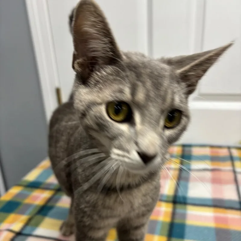 A young small-sized male Gray / Blue / Silver Domestic Short Hair cat named Chips for adoption in Granville, OH