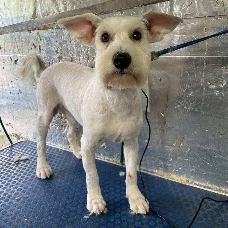 A young small-sized male Miniature Schnauzer dog named Birdie for adoption in Danville, VT