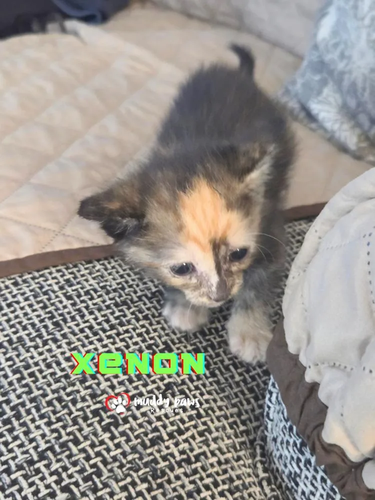 A baby small-sized female Tortoiseshell Domestic Short Hair cat named Elemental Litter: Xenon for adoption in Council Bluffs, IA