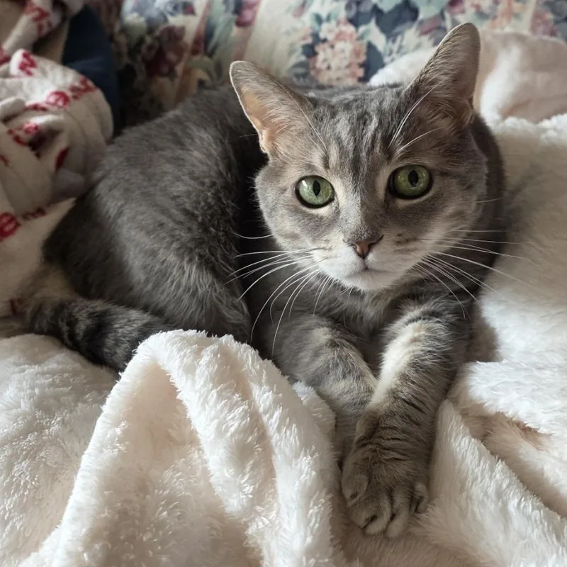 Missy