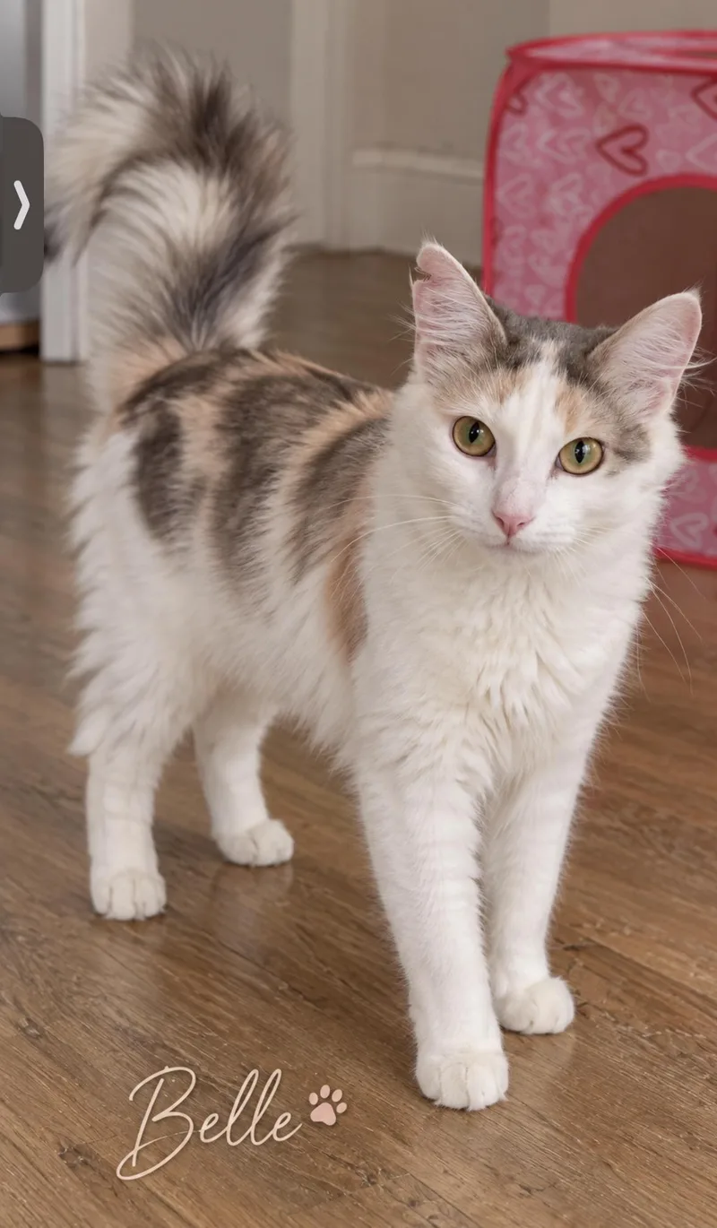 An adult medium-sized female Domestic Medium Hair cat named Belle for adoption in Pawleys Island, SC