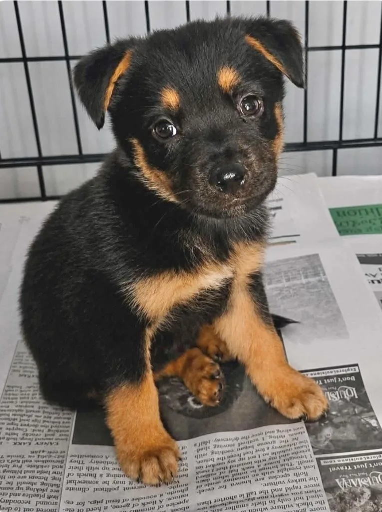 A baby medium-sized male Labrador Retriever dog named Draven for adoption in Manchester, CT