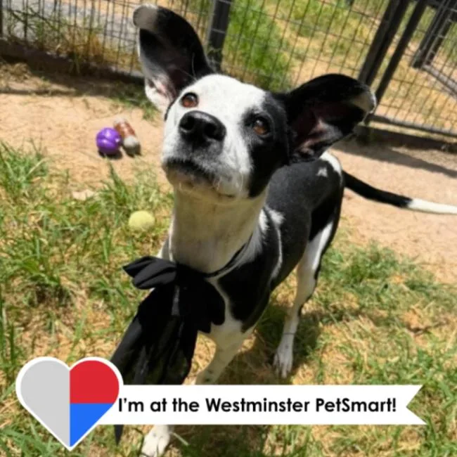 A young medium-sized female Black Mixed Breed dog named Karlita for adoption in Fort Collins, CO