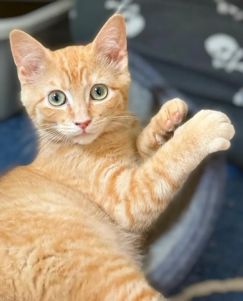 Mongo The Mighty thumbnail 2