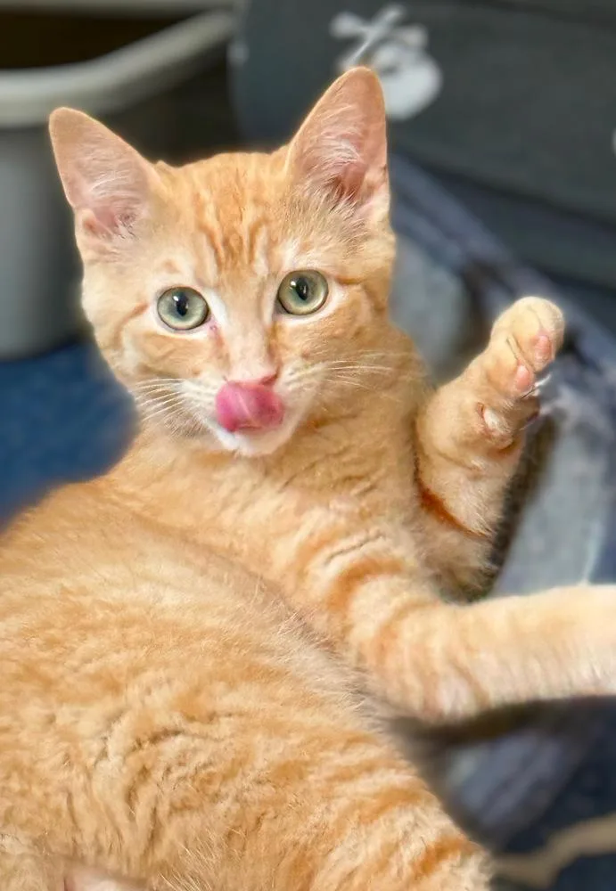 Mongo The Mighty thumbnail 3