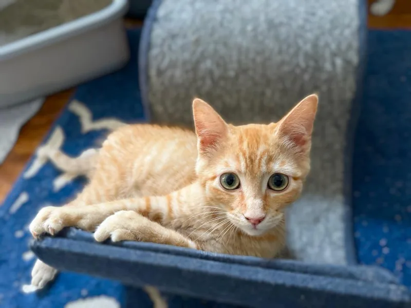 Mongo The Mighty thumbnail 4