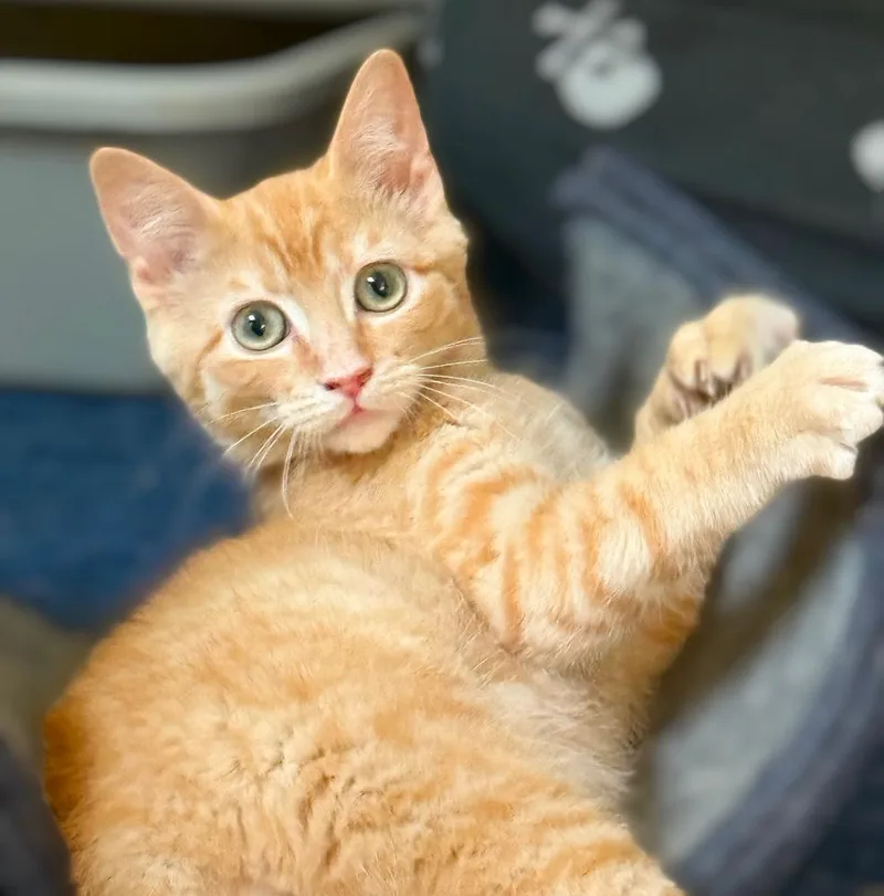 Mongo The Mighty thumbnail 5