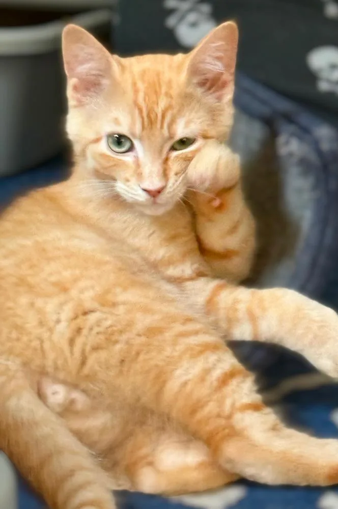 Mongo The Mighty thumbnail 6