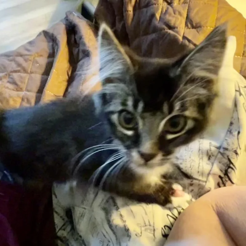 Xander thumbnail 2