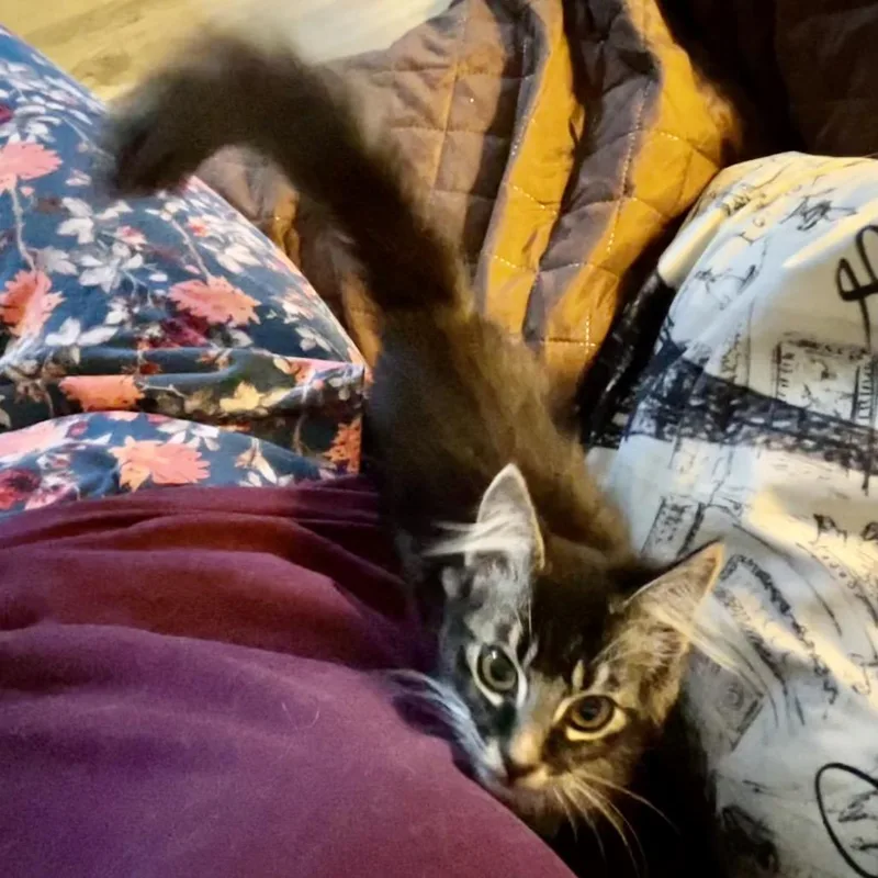 Xander thumbnail 3