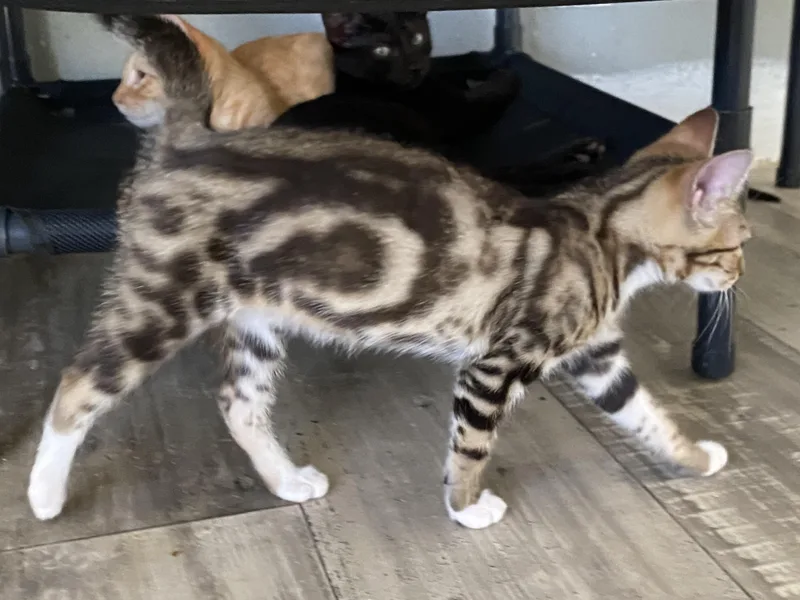 A baby large-sized male Tabby (Orange / Red) Tabby cat named Moss for adoption in LAMPASAS, TX